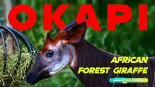 OKAPI the forest giraffe from Africa! - 5-Minute Encyclopedia