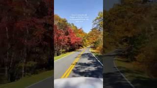 Fall Foliage on Skyline Drive - Shenandoah National Park! (Oct 21, 2024) #fall #shenandoah #virginia