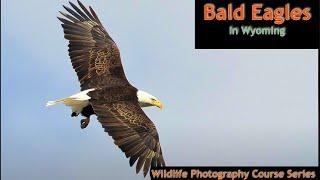 How to photograph Bald Eagles in Wyoming