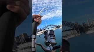 Crazy fight near the harbour bridge #fishing #fishingaustralia #sydneyfishing #fish #fishinglife