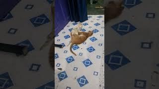 Cat Fight Video #love #cat #pet #funny #catlover #catlife #cute #cats #shorts