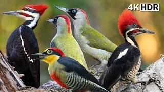 FOREST'S MOST EXOTIC BIRDS | WOODPECKER | SOUNDS FOR STRESS RELIEF & HEALING | COLORFUL BIRDS