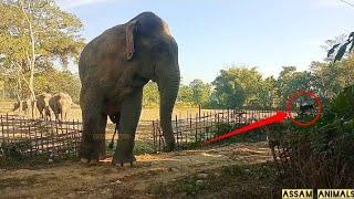 Wild Elephant Caught the Camera || Wild Elephant Assam ||