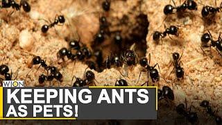 Singapore's new trend of ant-keeping | 'Just Ants' caters to ant enthusiasts