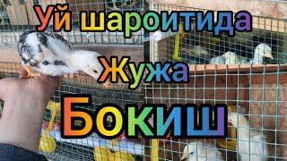 Уй шароитида жужа бокиш ,Янги жужалар чикди Адлер серебристый хашаки жужалар