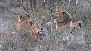 Get Ready to Purr with Delight: Playing with Adorable Lion Cubs!