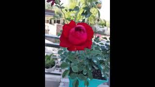 Rose of My Relax Garden #flower #shortvideo #shorts #rose