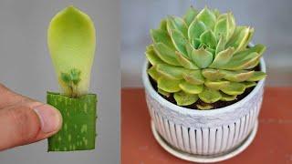 3 Stunning Flowers That Bloom All Year Without Any Effort  Easy Gardening Tips