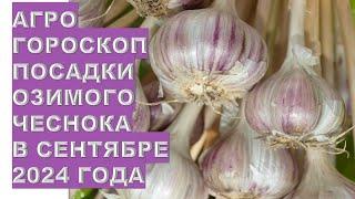 Агрогороскоп посадки чеснока в сентябре 2024  Agrohoroscope for planting garlic in September 2024