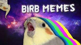 10 MIN OF DANK BIRB MEMES