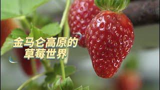 【生产者 Food Producers S2】金马仑高原草莓农场揭秘：进口与本地培育的草莓品种