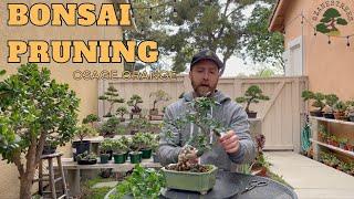 Osage Orange Bonsai: Spring Pruning