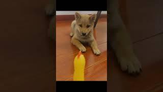 #interesting #cute#pet #animal #pet#dog #doglover#funnydogs#dog