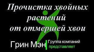 1) Блог агронома - Прочистка хвойных растений от отмершей хвои