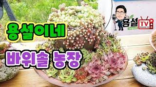 용설이네 바위솔농장 바위솔종류 와 작품감상하세요 대전시 발주 받았습니다