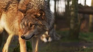 Angry Wolf In Jungle #animals #shorts