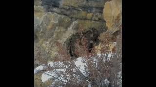 Snow Leopard Mating