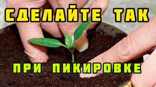 Необычная пикировка перца: секреты для крепкой рассады