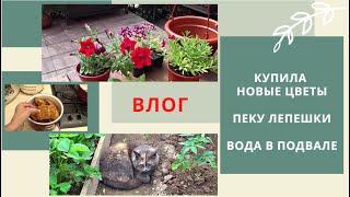 ВЛОГВода в подвале.Купила новые цветы.Пеку лакумы. @SubTatiana