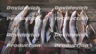 A variety of river fish from the Amur River on the fisherman's table.