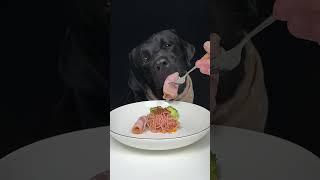 Fast Food Is My Soulmate. Labrador. Oh My God, It Smells So Good. Cute Pet Debut Plan