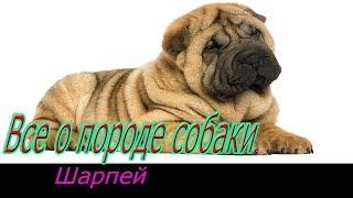 Шарпей собака! Полное описание о породе!