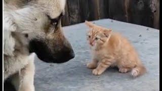 Пикселя теперь воспитывает не Бабуля а Бакс котёнок и собака  kitten and dog