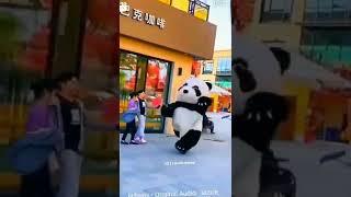 Dam Dam tankar tunkur Panda  || Funny  Panda #panda #funnypanda