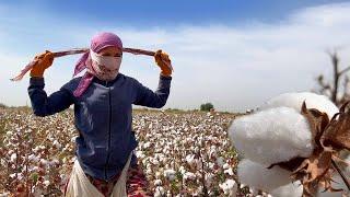 How they Pick Cotton BY HAND in Uzbekistan