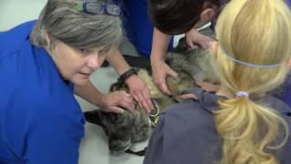 Canine Manual Therapy: Clinical Labs Day 1