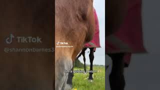 Cute Horse TikTok ️