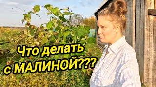 САЖЕНЦЫ МАЛИНЫ | Как посадить малину | Выращивание | Сад | Дом в деревне