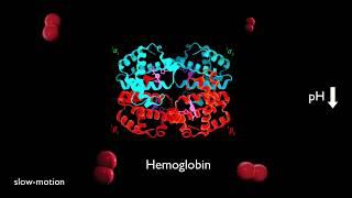 Oxygen Sucker Hemoglobin