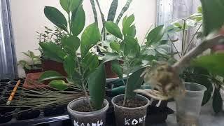 How to Propagate a ZZ plant very easy / ZZ propagation from leaf. Results after 2 years. Zamioculcas