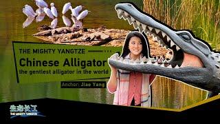 Live: Discover the Chinese alligator, the gentlest alligator in the world