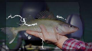 Walleye Status Update - Lake Sakakawea - Lake Oahe and Missouri River - Devils Lake