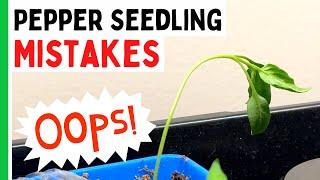 5 Pepper Seedlings Mistakes You Don't Want To Make - Pepper Geek