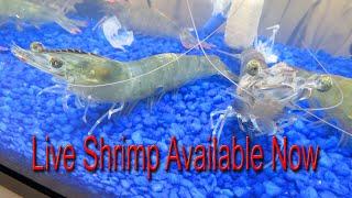 "Live Shrimp Available Now"  Point-Of-Sale Marketing Video