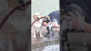 Teamwork at Its Best: Dog and Human Sharing a Splashy Moment #dogs #pets #fyp