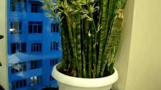 У меня расцвела Сансевиерия (Сансевьера), (Sansevieria), Щучий хвост.