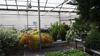 Montana greenhouses prepare for Spring as gardeners get the itch to plant