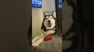 My Husky Speaks PERFECT ENGLISH! (SO CRAZY)