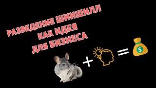 Разведение шиншилл как идея для бизнеса | Chinchilla.Fur.Ukraine