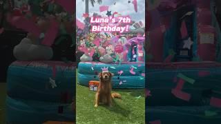 I threw a HUGE birthday party for my dog! #goldenretriever #dogbirthday #dogparty