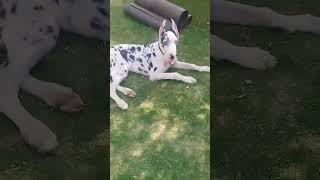 Great dane pure show quality grade dane 6 month puppy best quality