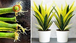 Propagation Tiger Tongue plant with domestic water very simple at home. save money best