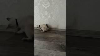 Когда для счастья нужен, всего лишь шуршащий пакетик #кот #cat #play