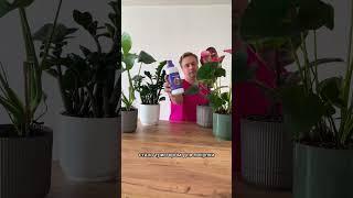Витамины для быстрого развития и роста!  #аминосил #сад #цветы #дача #сад #garden