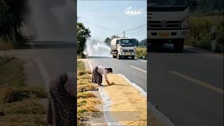Drying grains on the road: a day in the life of a farmer