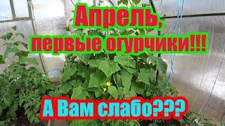 АПРЕЛЬ, ПЕРВЫЙ УРОЖАЙ ОГУРЦОВ В ТЕПЛИЦЕ,РАСТУТ ТОМАТЫ,ПЕРЦЫ, АРБУЗЫ,РЕДИС,ЛУК,УКРОП,КИНЗА